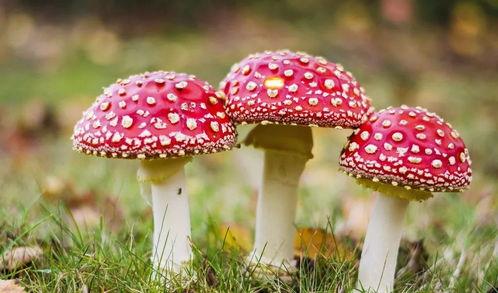 吃瓜爆料黑料蘑菇视频下载安装,蘑菇视频下载安装全攻略