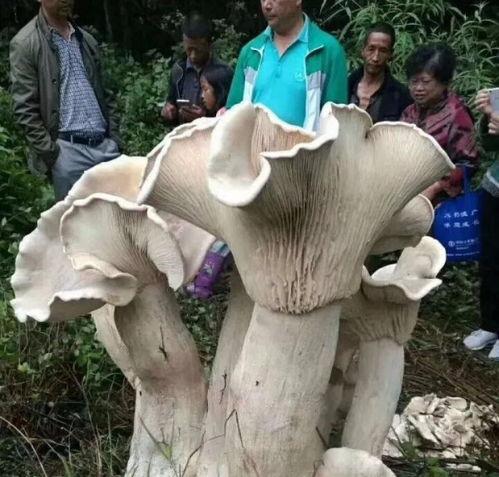 蘑菇大象吃瓜网黑料在线