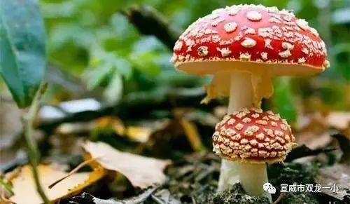 黑料吃瓜网热点大瓜蘑菇,蘑菇热点大瓜，揭秘娱乐圈幕后真相